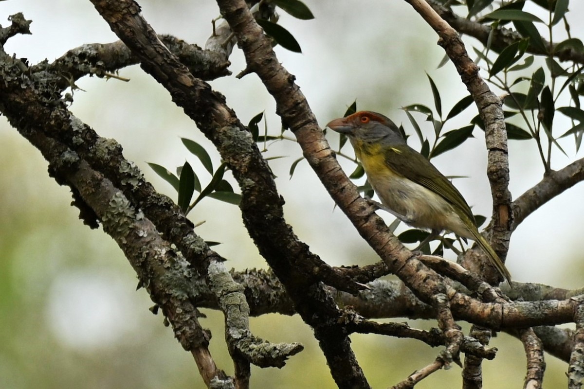 Rufous-browed Peppershrike - ML643013066