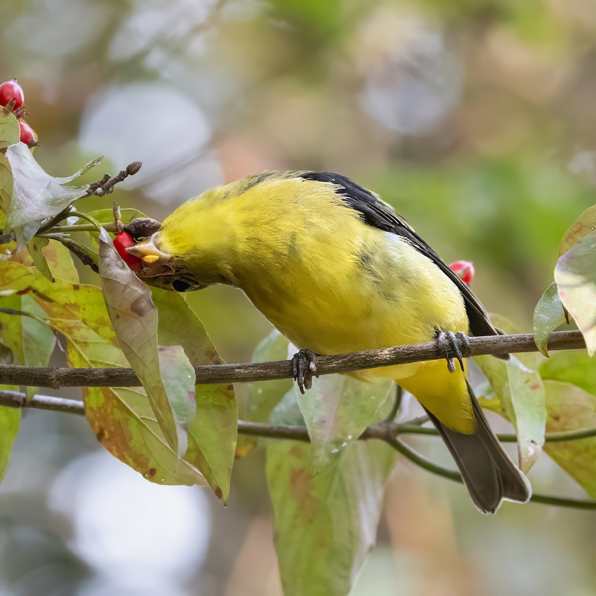 Scarlet Tanager - ML643013069