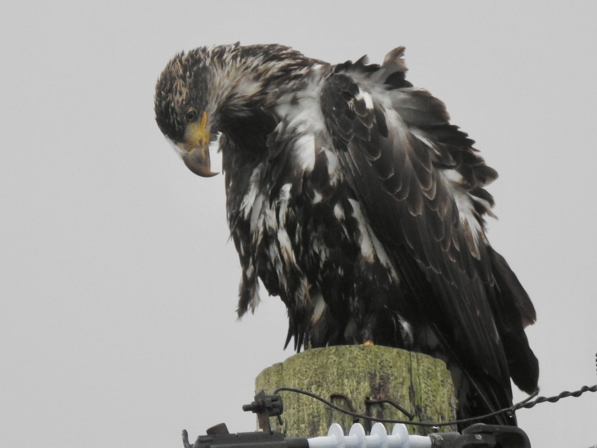 Bald Eagle - ML643013070