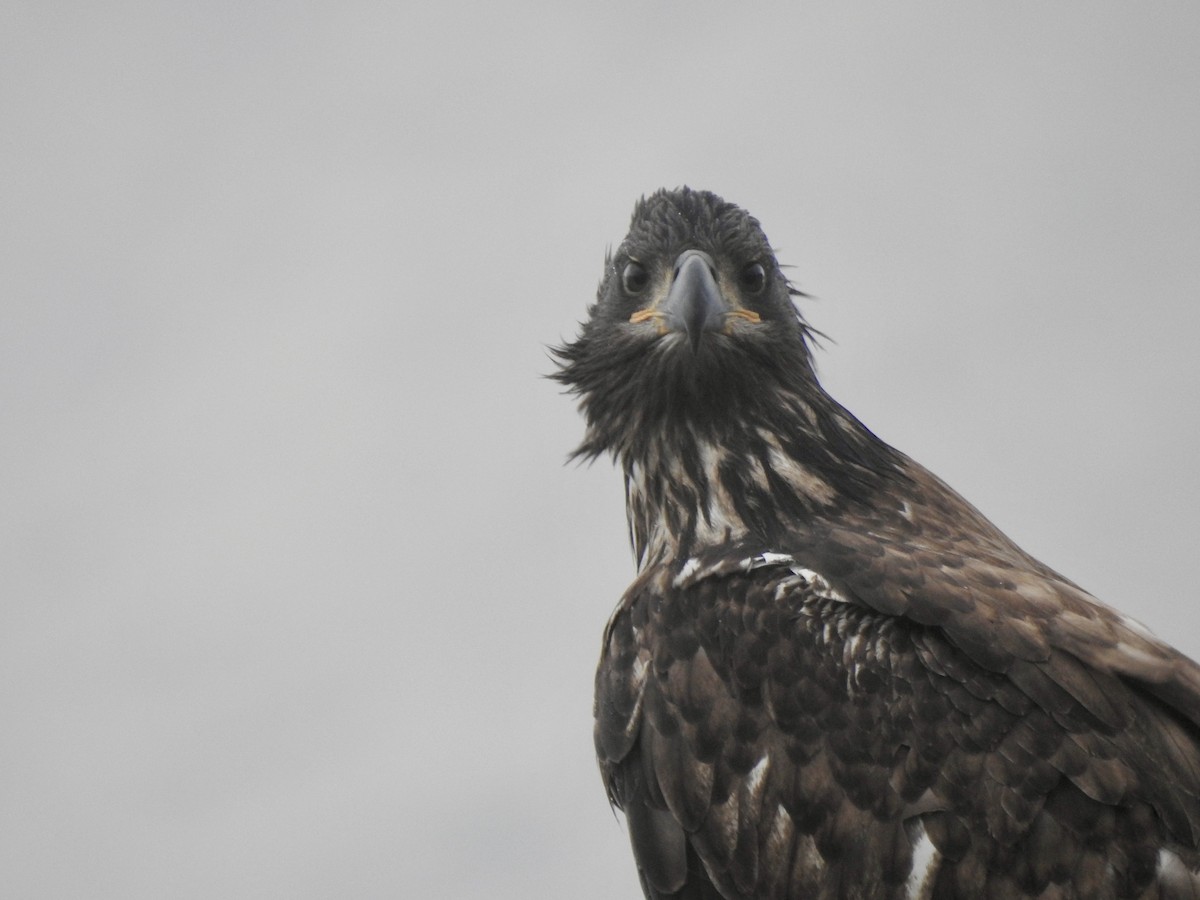 Bald Eagle - ML643013074