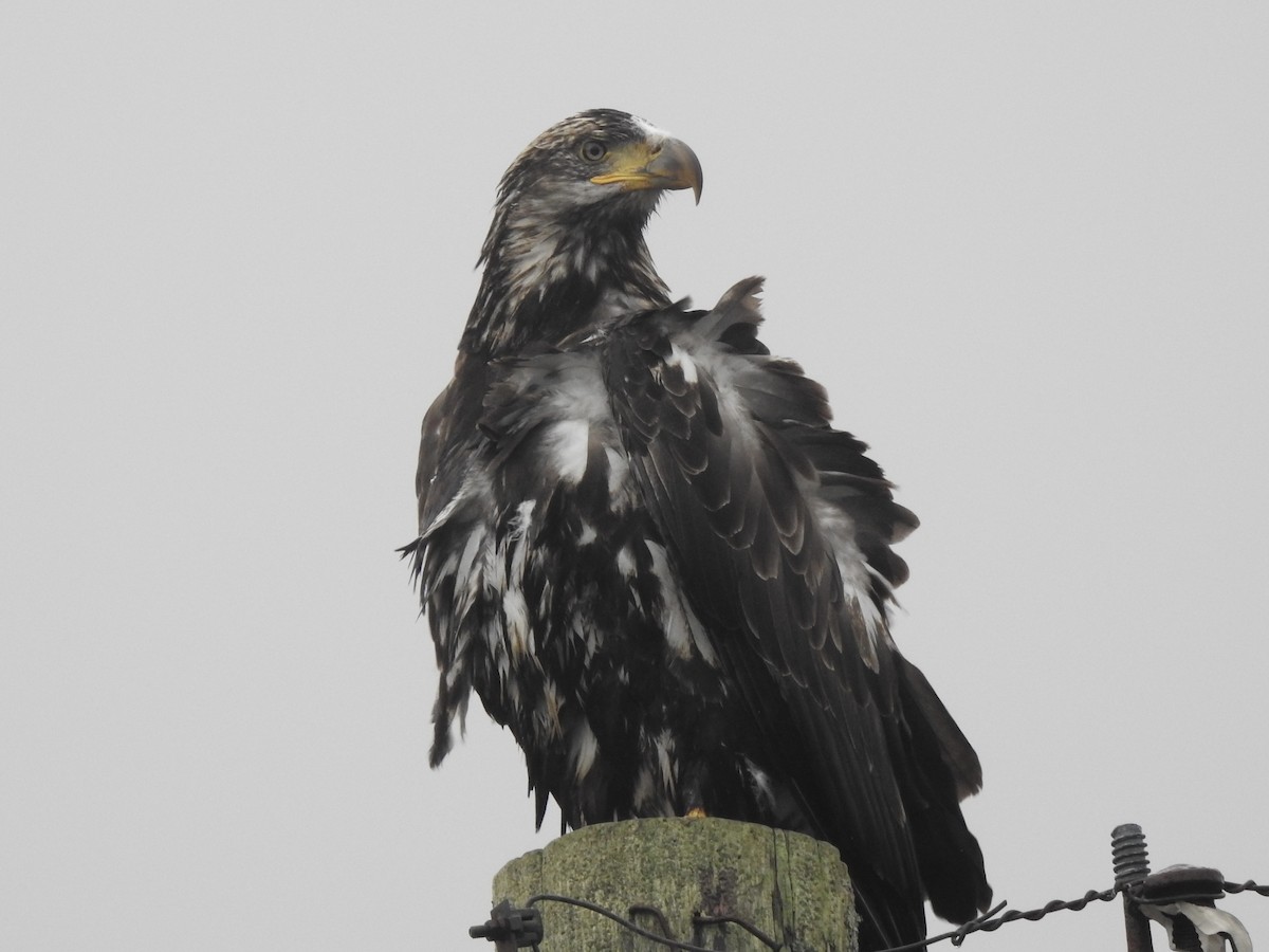 Bald Eagle - ML643013082