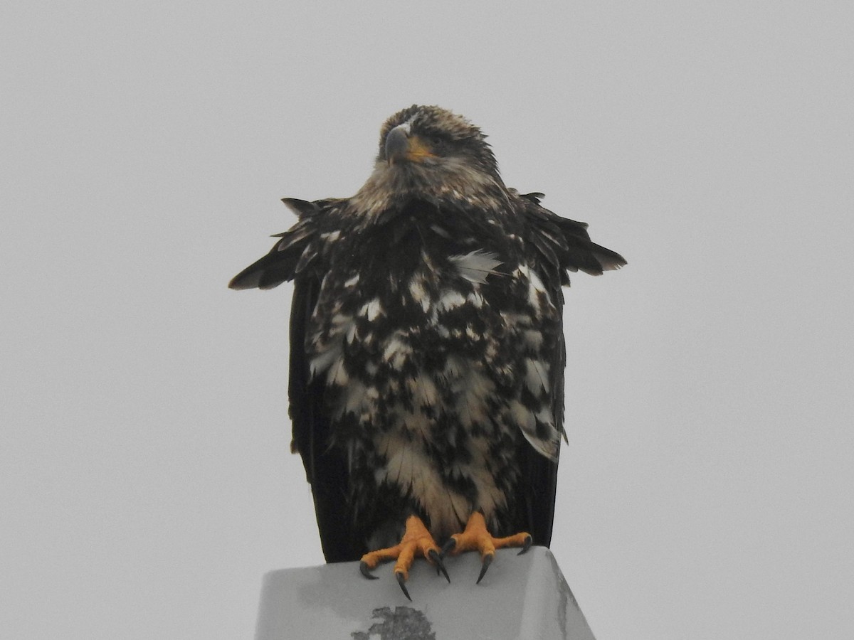 Bald Eagle - ML643013085