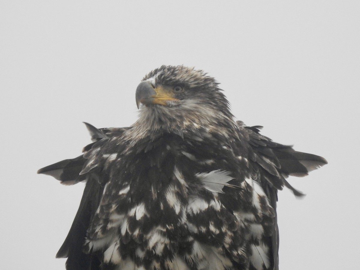 Bald Eagle - ML643013090