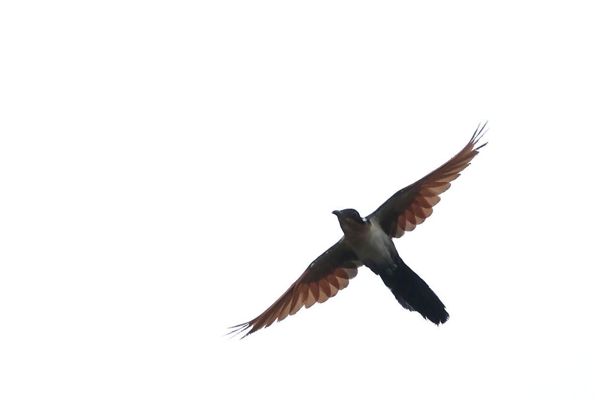 Chestnut-winged Cuckoo - ML643013098