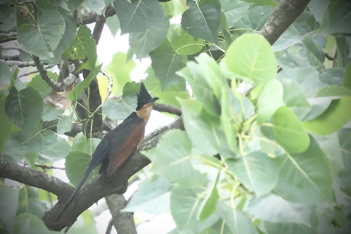 Chestnut-winged Cuckoo - ML643013099