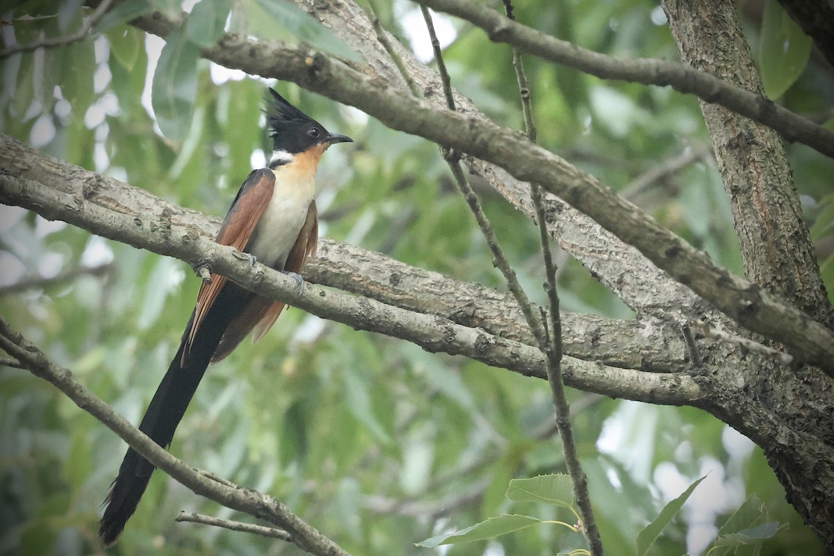 Chestnut-winged Cuckoo - ML643013100