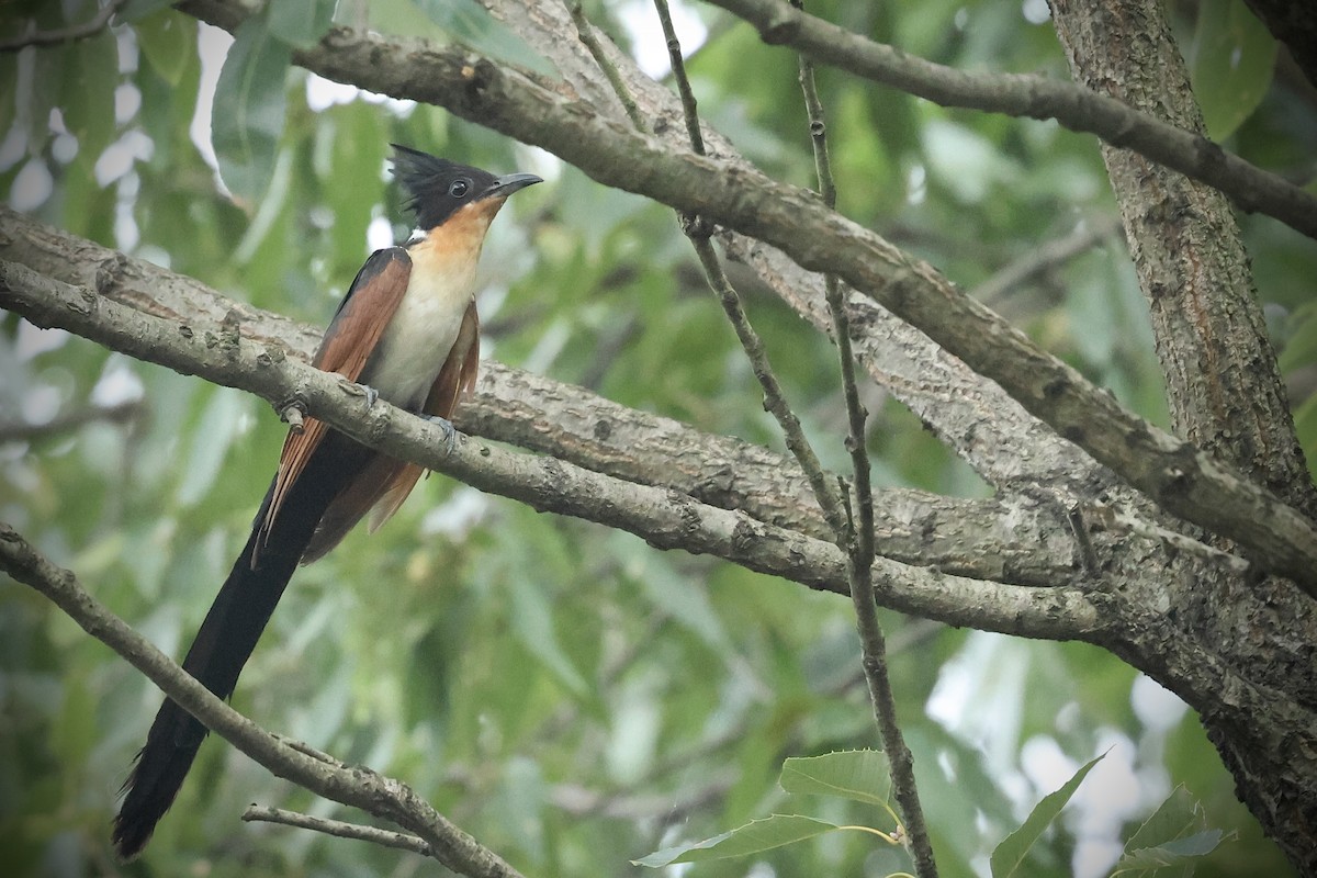 Chestnut-winged Cuckoo - ML643013101