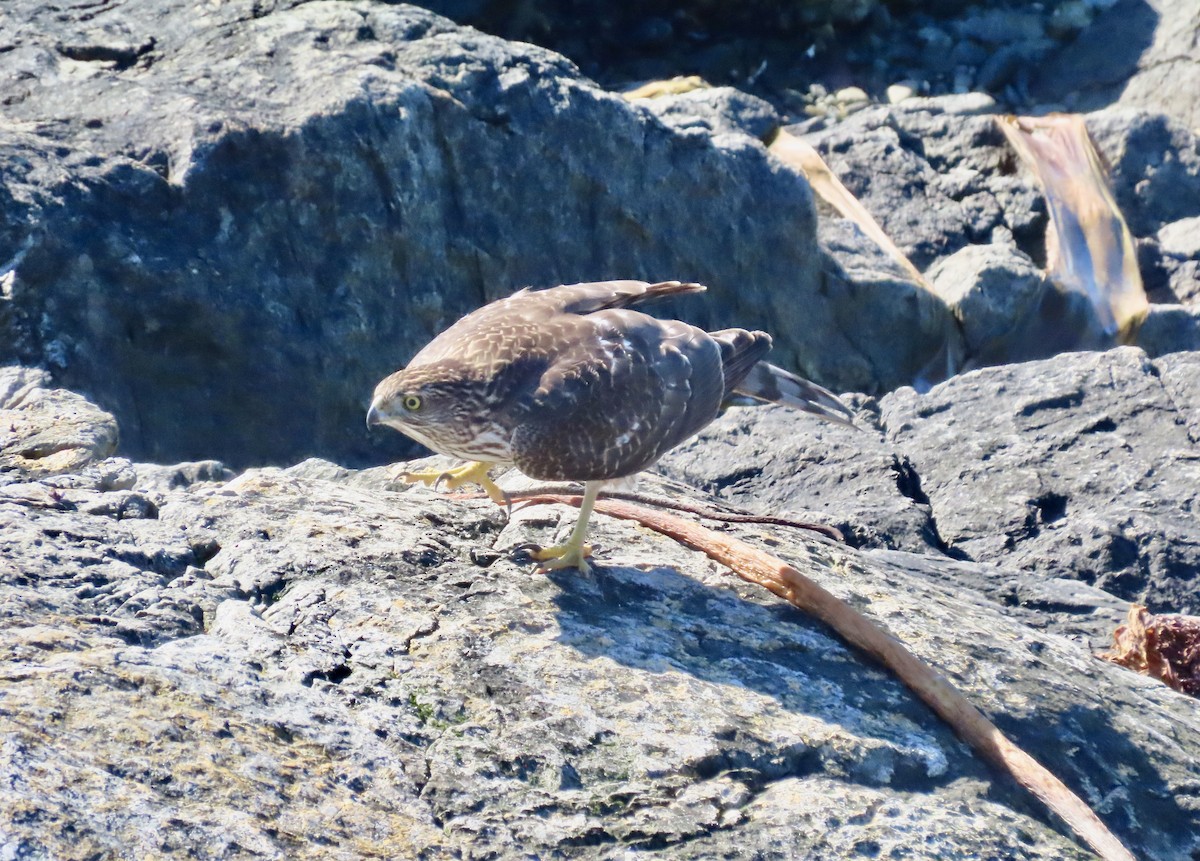 Cooper's Hawk - ML643013104
