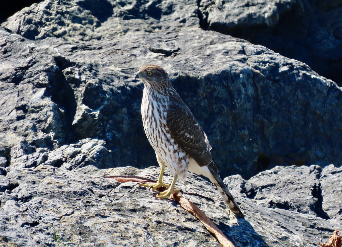 Cooper's Hawk - ML643013105