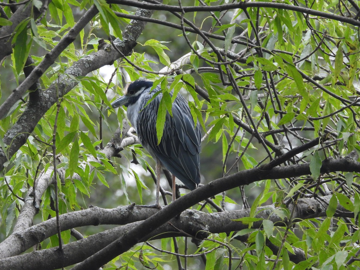 Yellow-crowned Night Heron - ML643013106