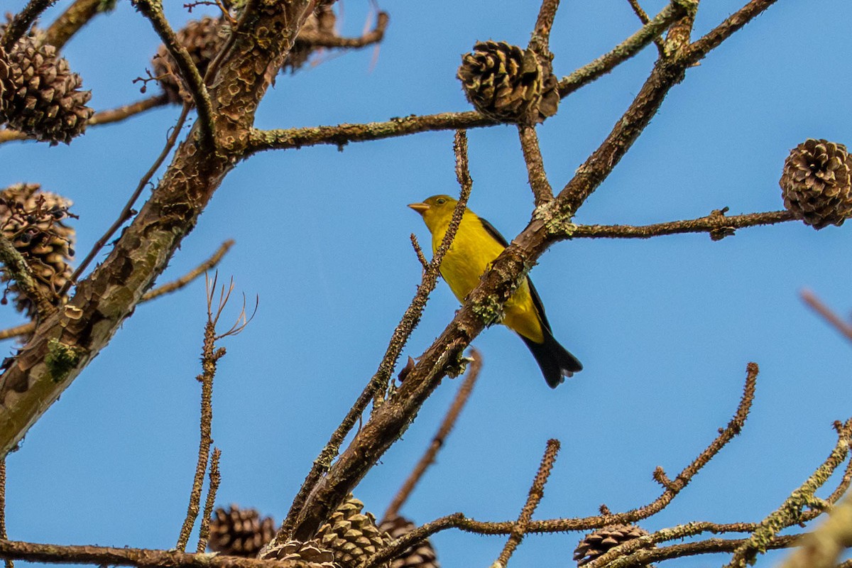 Scarlet Tanager - ML643013139