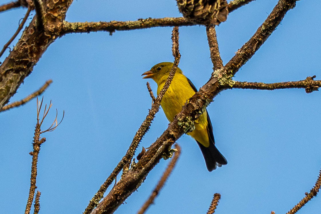 Scarlet Tanager - ML643013140