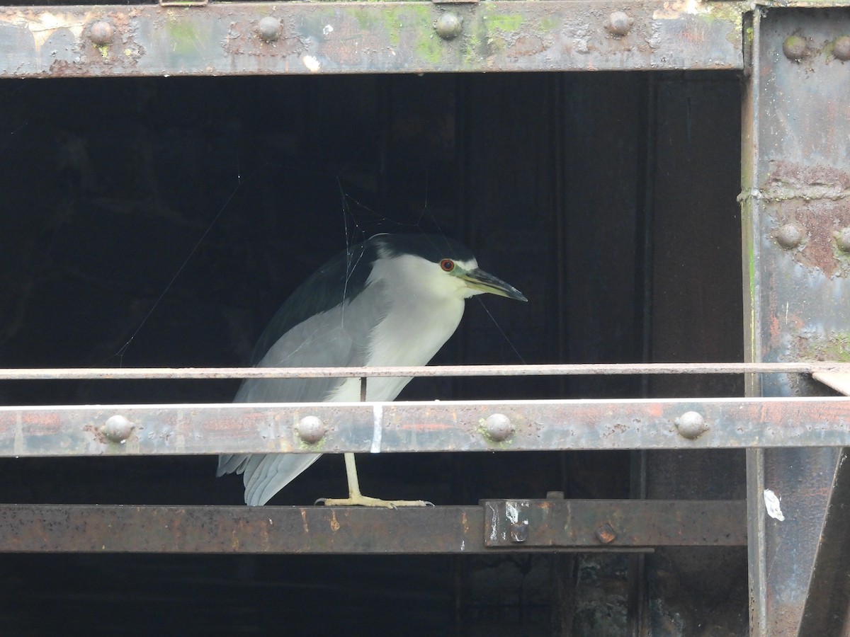 Black-crowned Night Heron - ML643013163