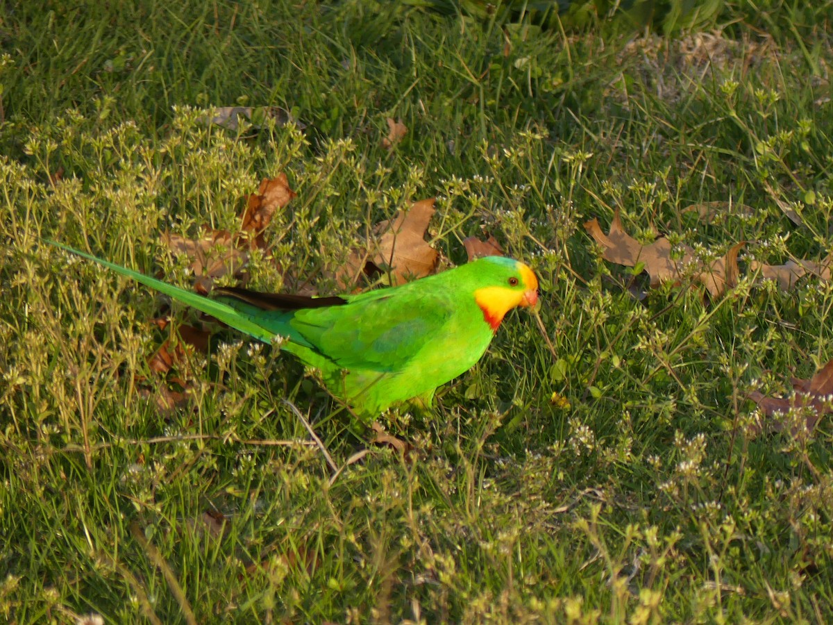 Superb Parrot - ML643013178