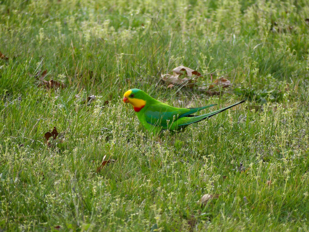 Superb Parrot - ML643013179
