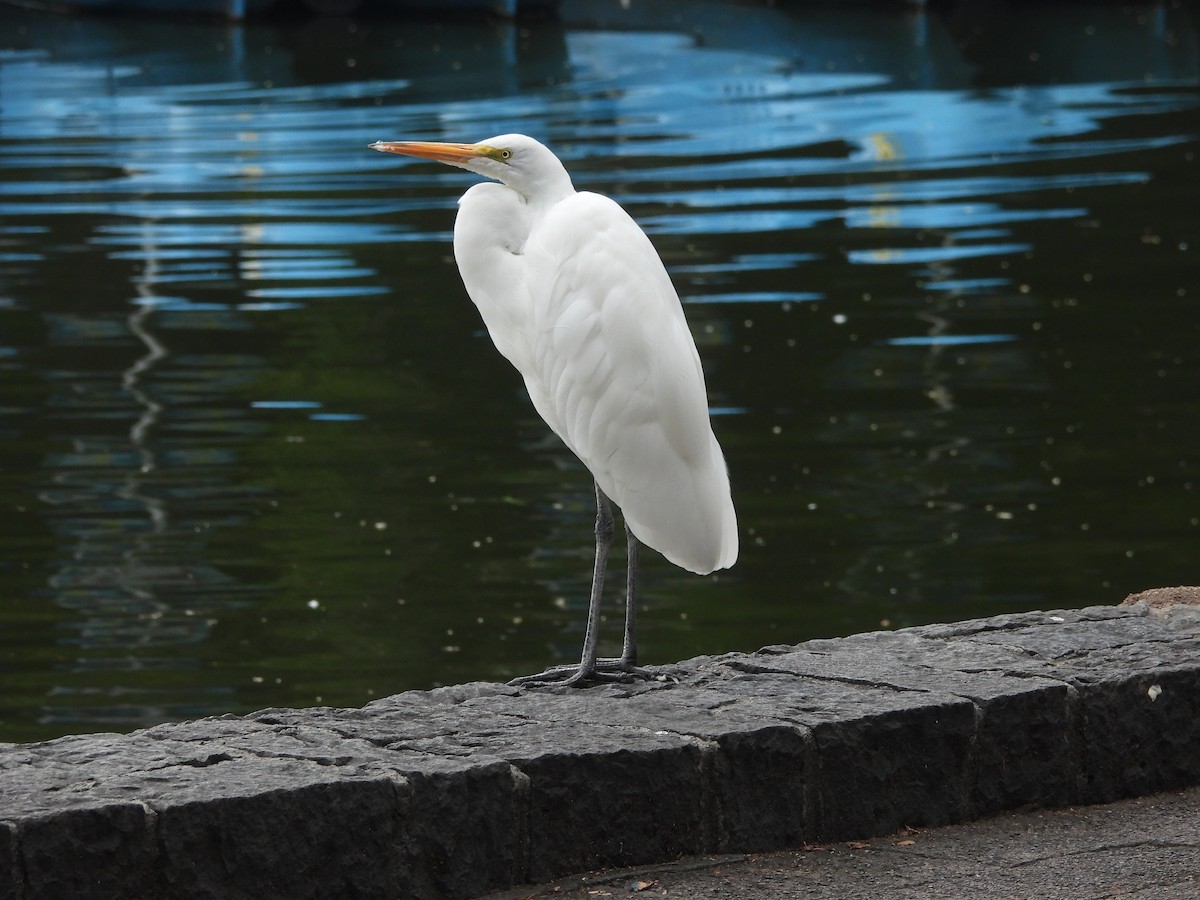 Great Egret - ML643013183