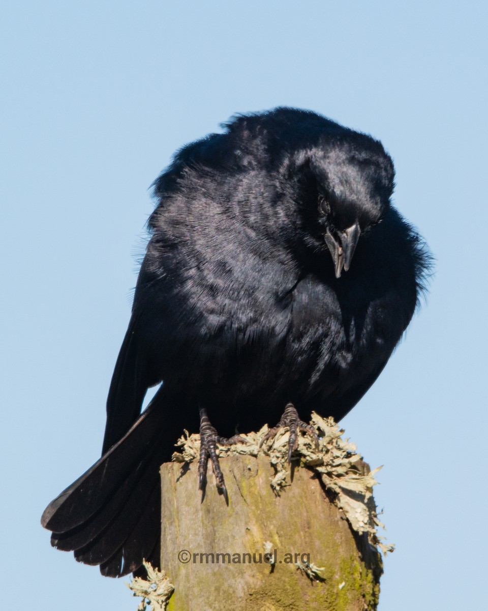 Screaming Cowbird - ML643013192