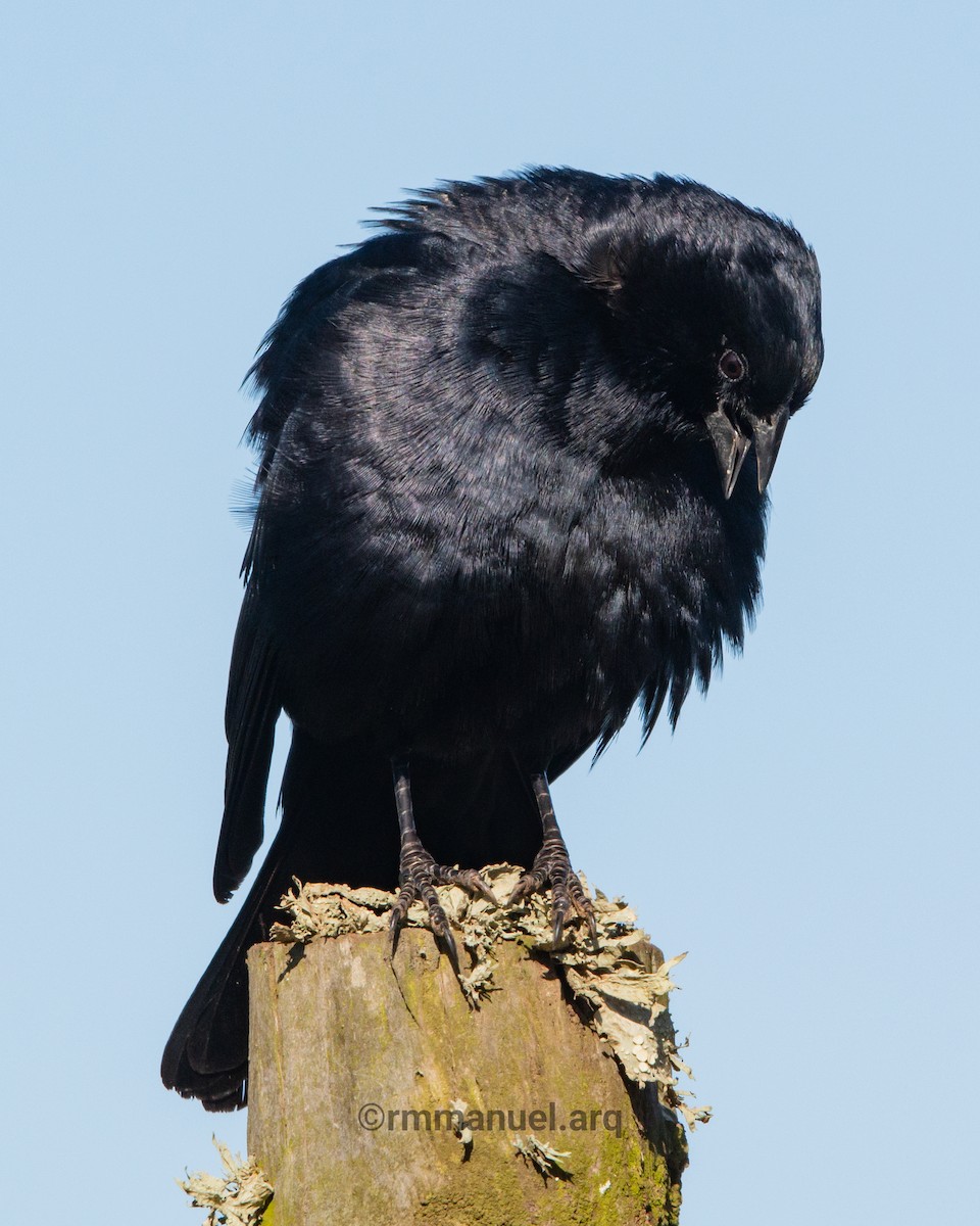 Screaming Cowbird - ML643013193