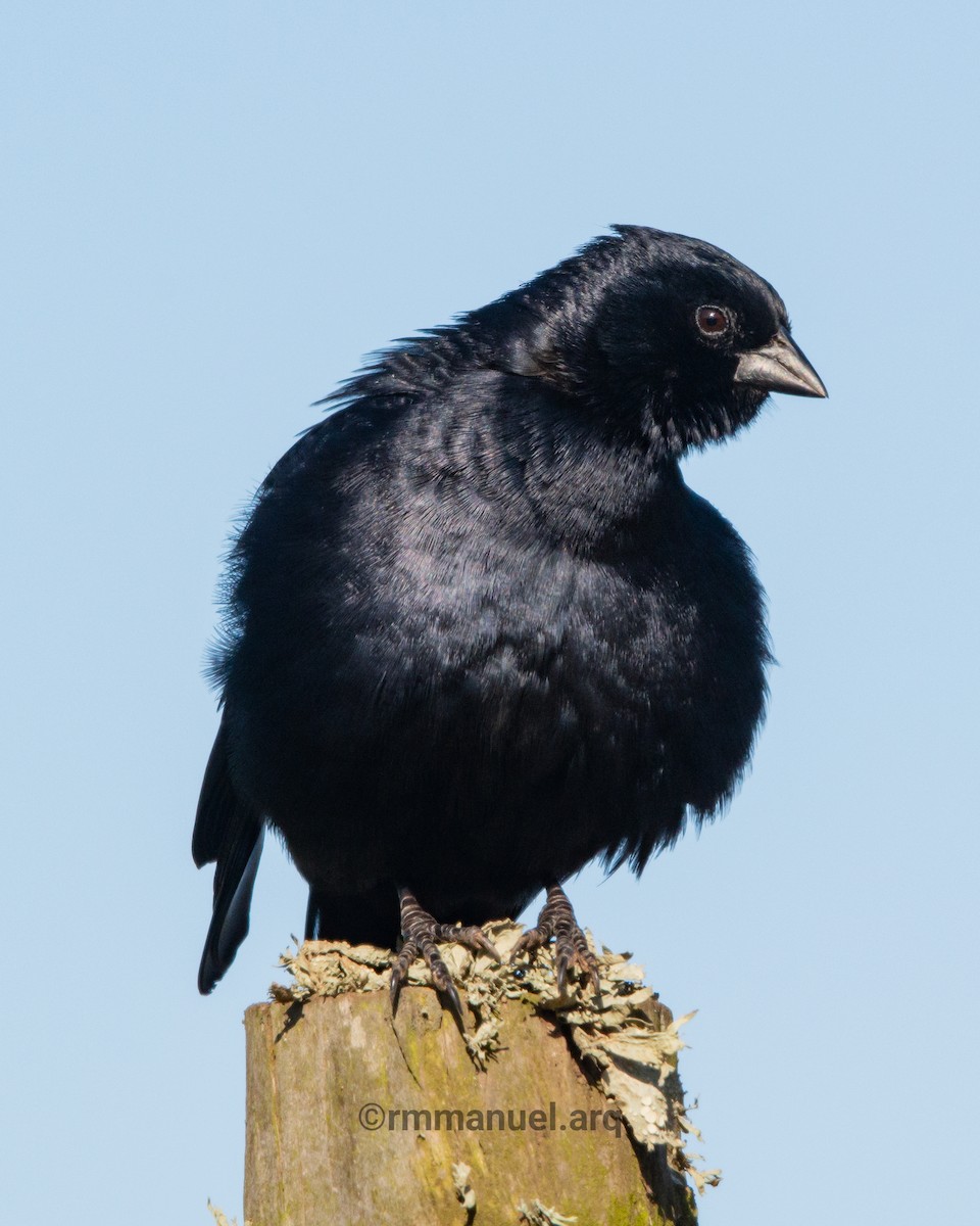 Screaming Cowbird - ML643013194