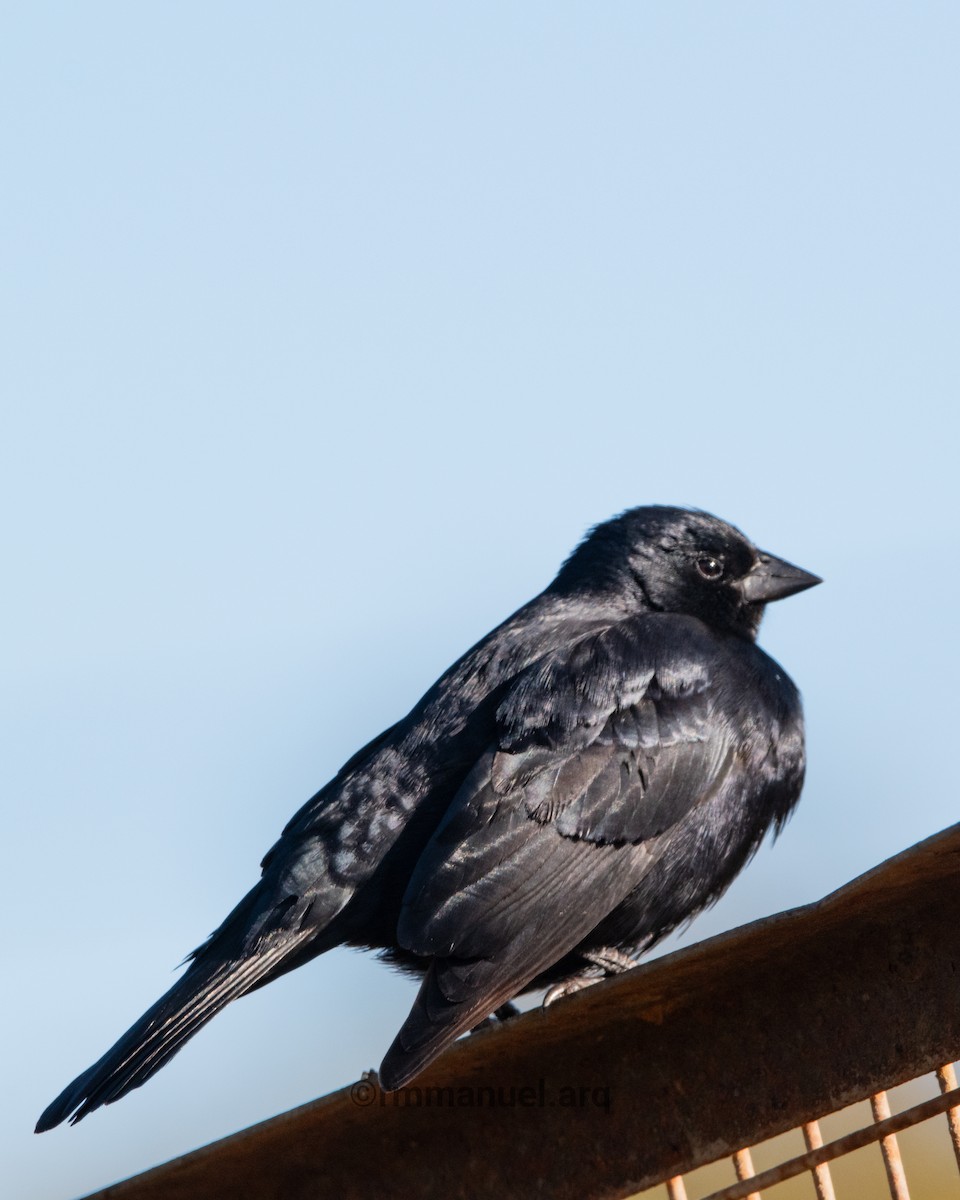 Screaming Cowbird - ML643013195