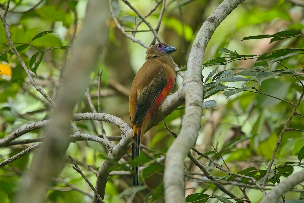 Diard's Trogon - ML643013202