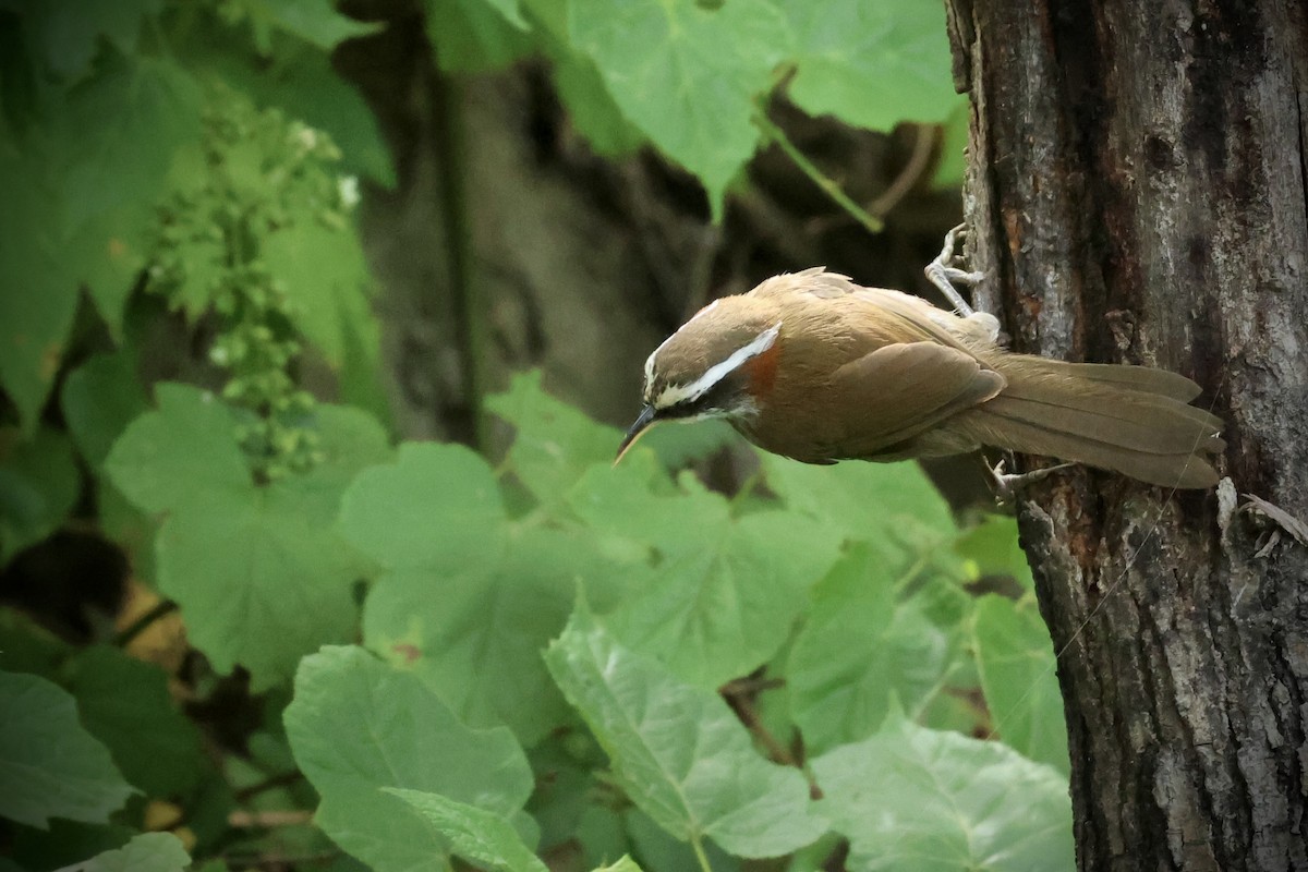 Streak-breasted Scimitar-Babbler - ML643013208