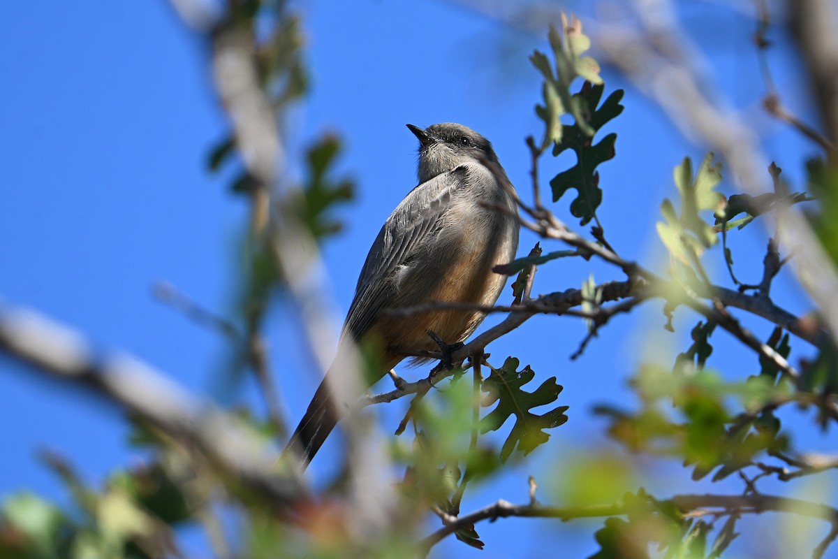 Say's Phoebe - ML643013212