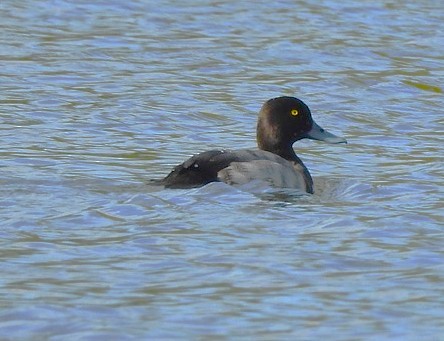 Lesser Scaup - ML643013216