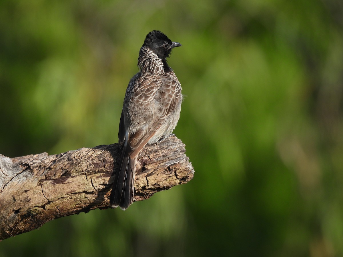 Red-vented Bulbul - ML643013217