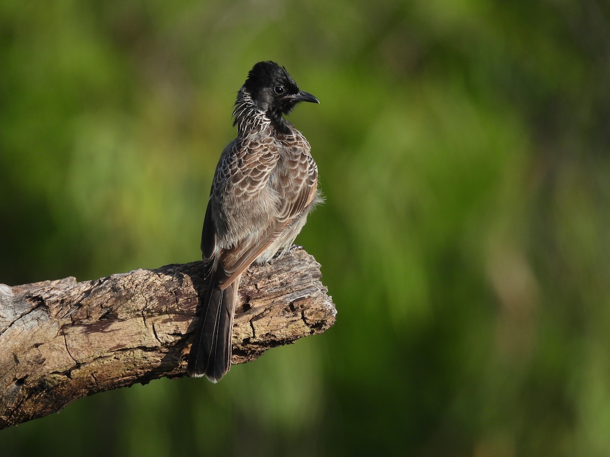 Red-vented Bulbul - ML643013218