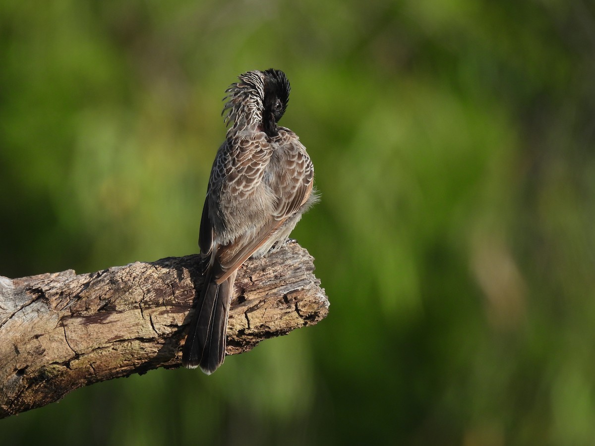 Red-vented Bulbul - ML643013219