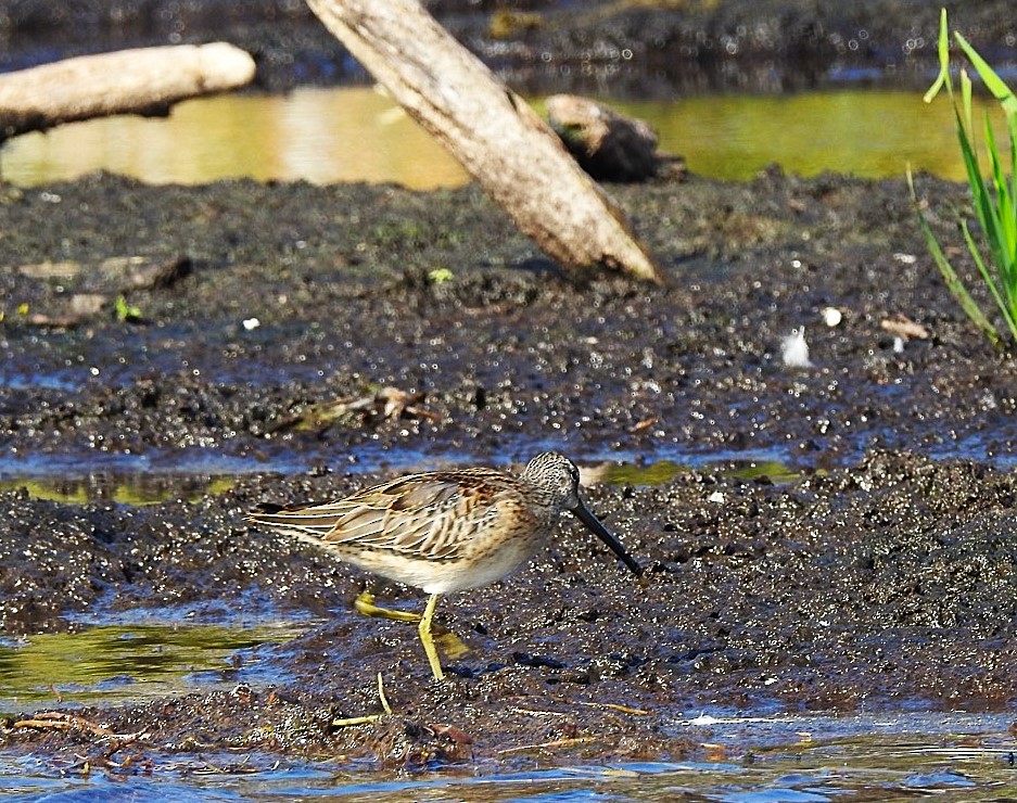 Long-billed Dowitcher - ML643013240
