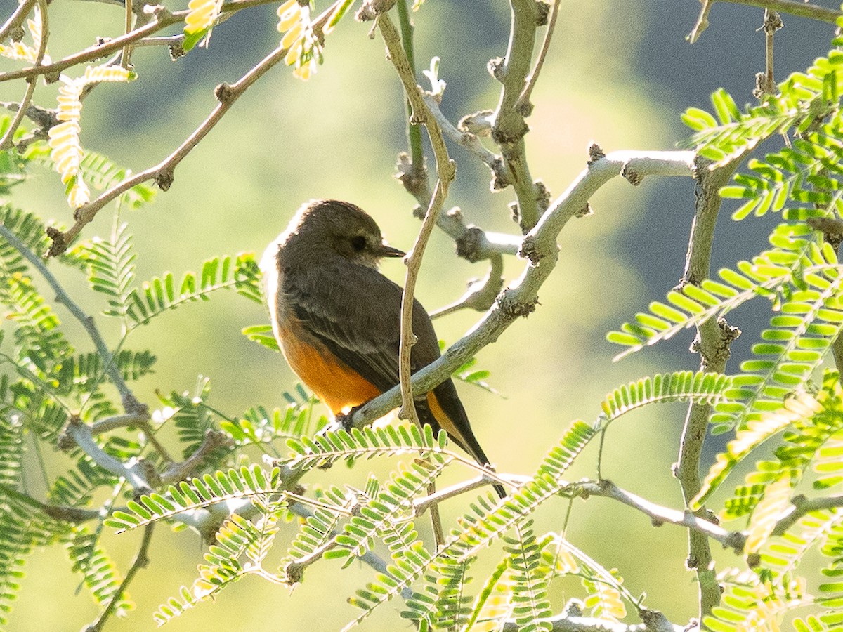 Vermilion Flycatcher - ML643013274