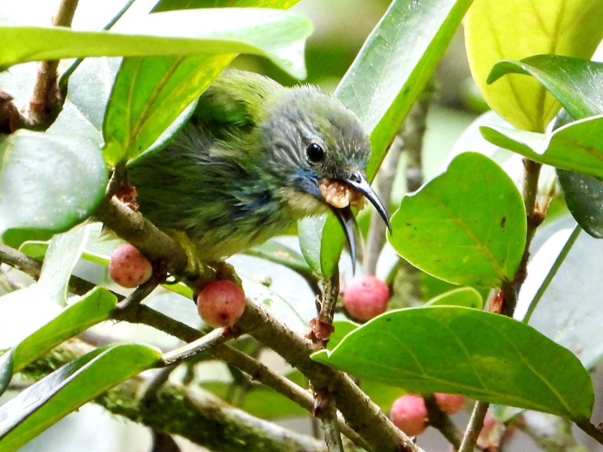 Shining Honeycreeper - ML643013284