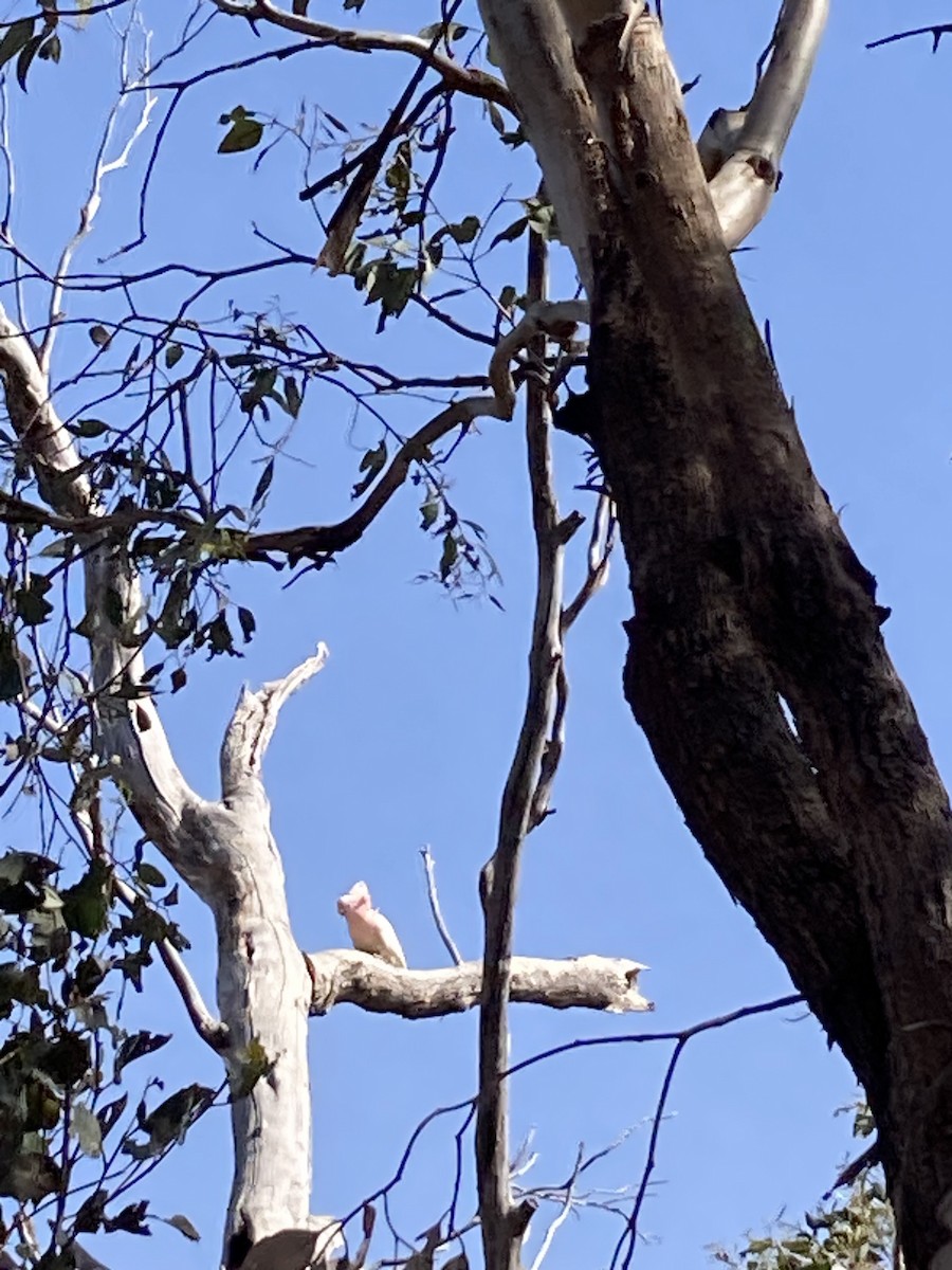 Pink Cockatoo - ML643013292
