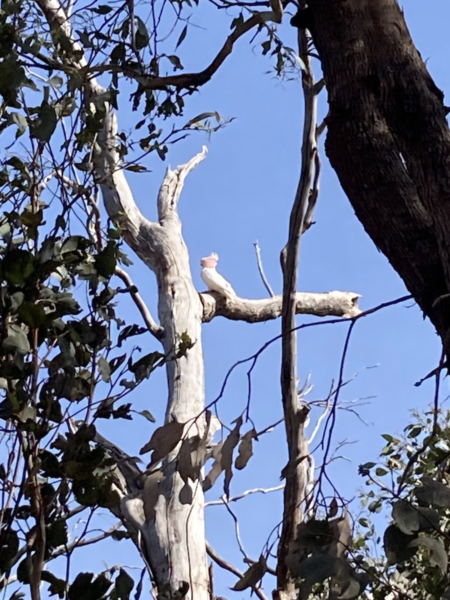 Pink Cockatoo - ML643013293