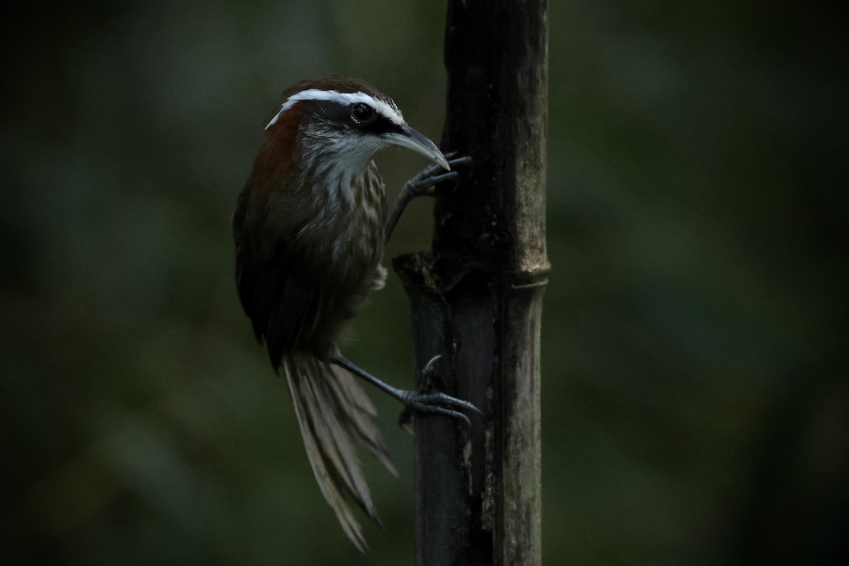 Streak-breasted Scimitar-Babbler - ML643013322