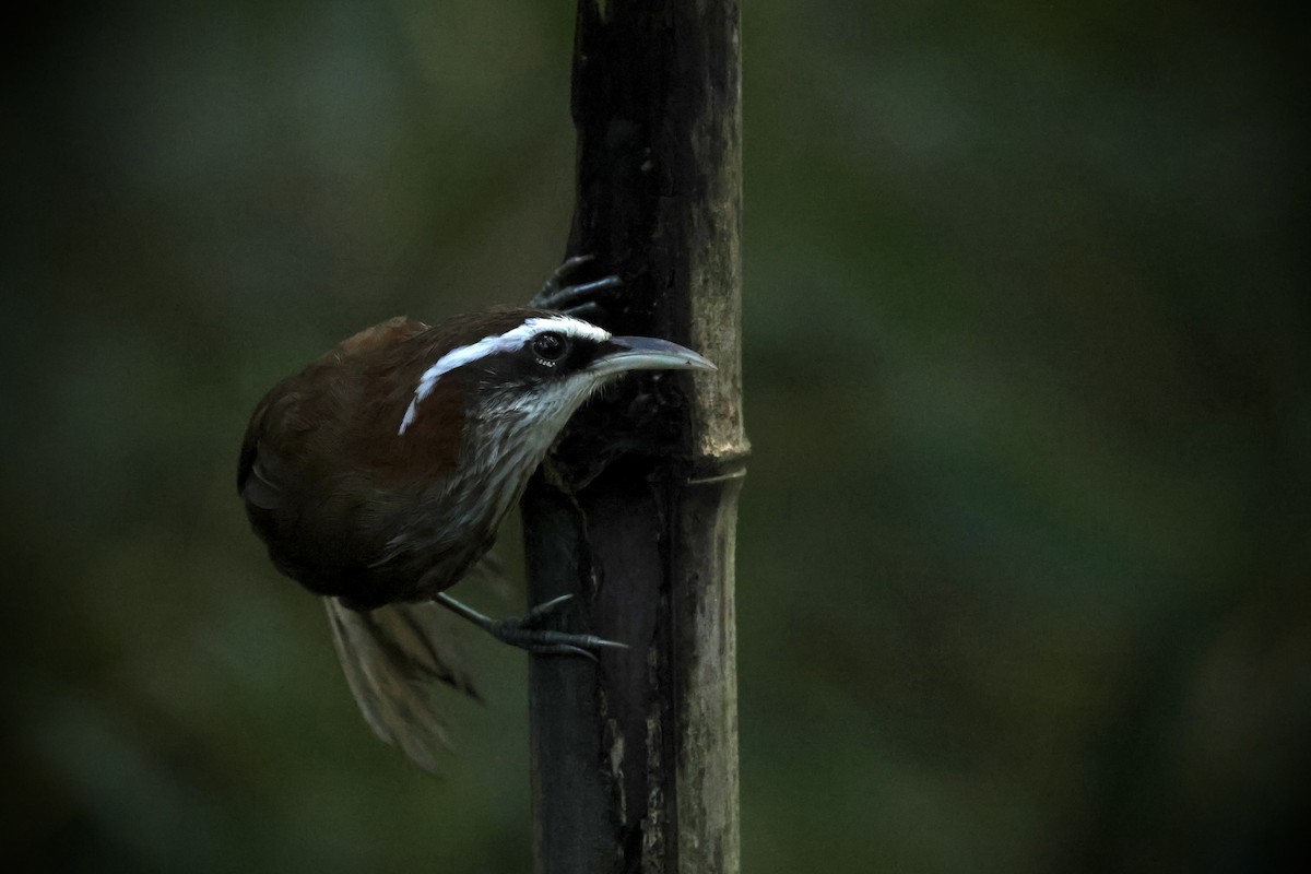 Streak-breasted Scimitar-Babbler - ML643013324