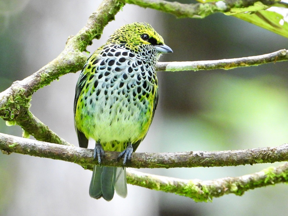 Speckled Tanager - ML643013348