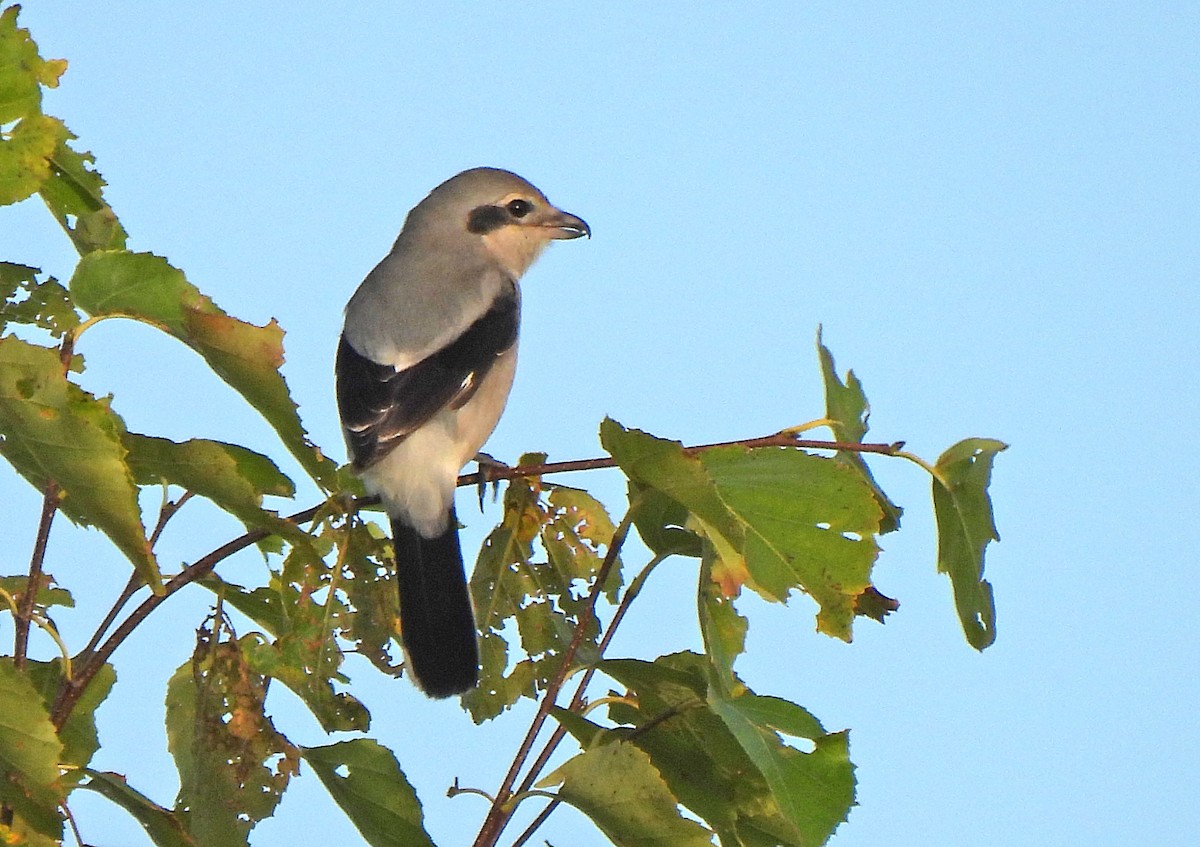 Antzandobi boreala - ML643013352