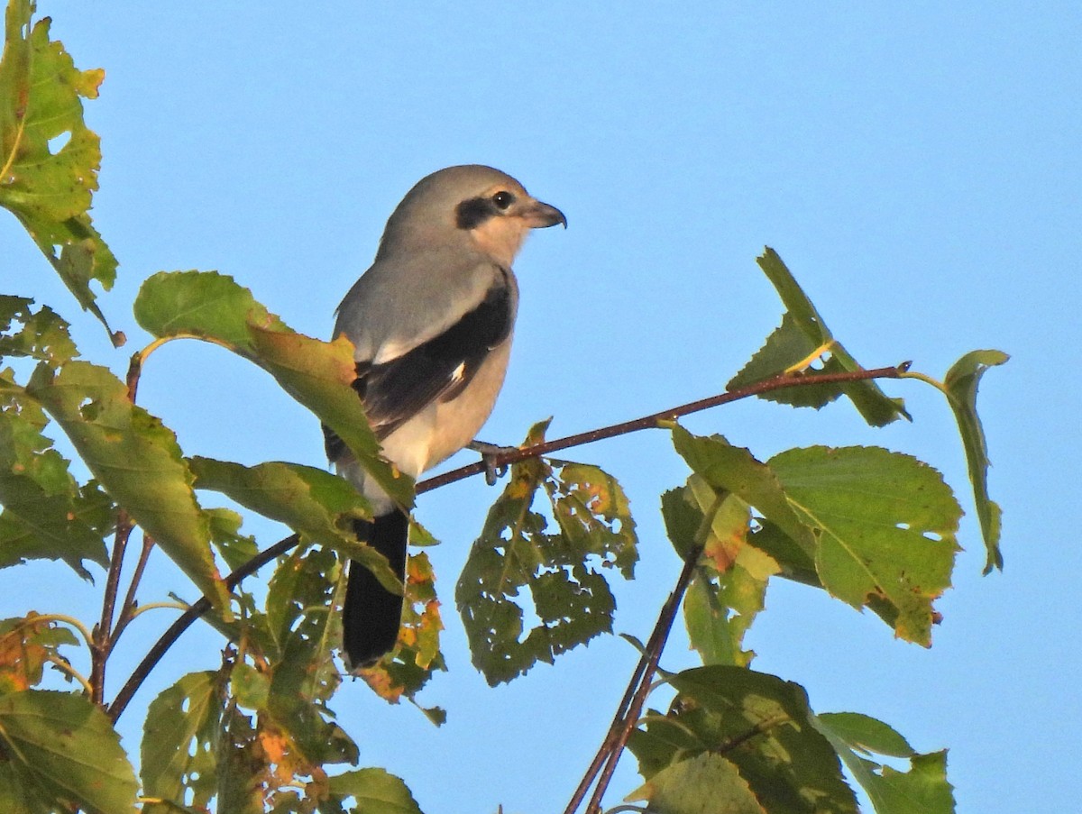 Antzandobi boreala - ML643013353