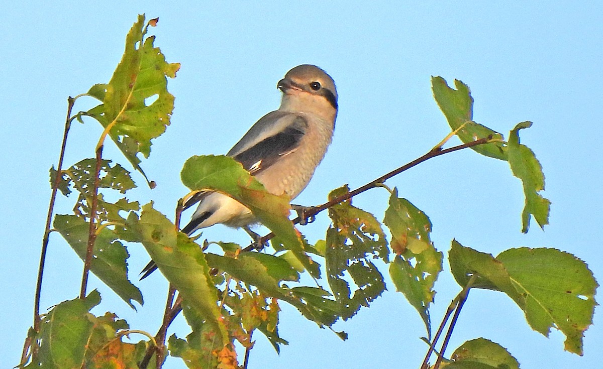 Antzandobi boreala - ML643013354
