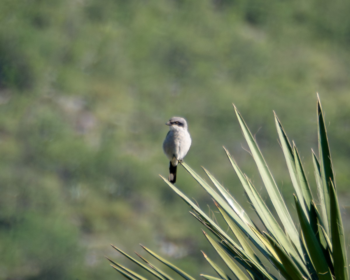 Loggerhead Shrike - ML643013356