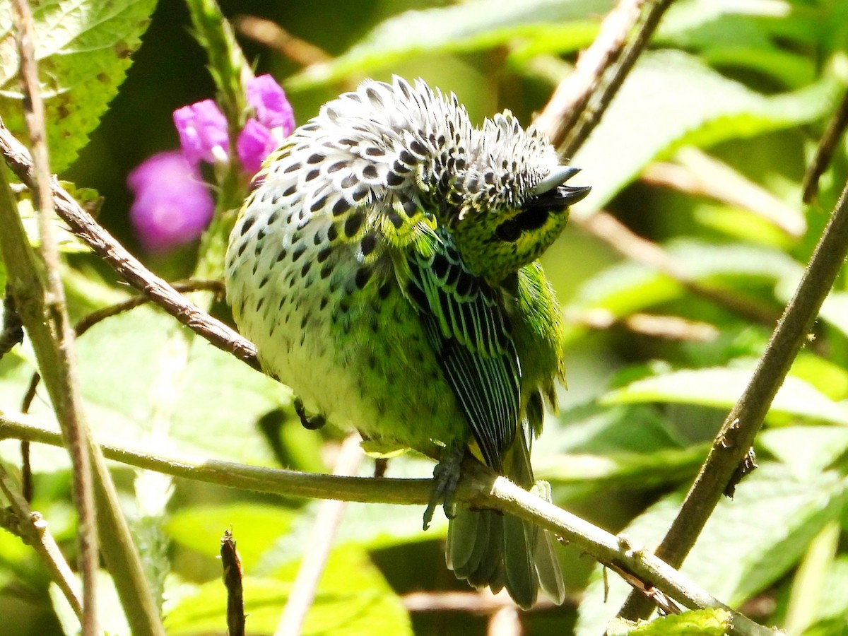 Speckled Tanager - ML643013357