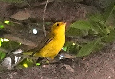 Wilson's Warbler - ML643013358