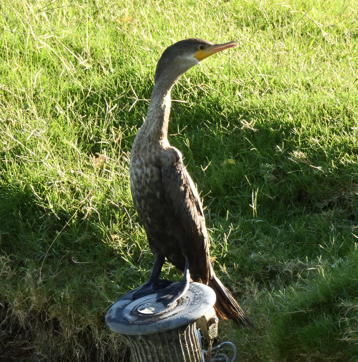 Neotropic Cormorant - ML643013359