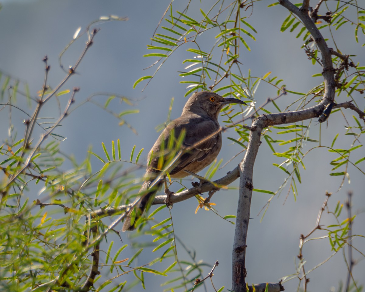 Curve-billed Thrasher - ML643013360