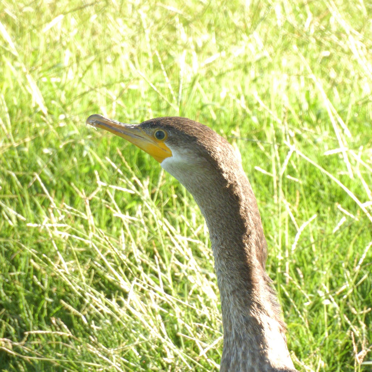 Neotropic Cormorant - ML643013362