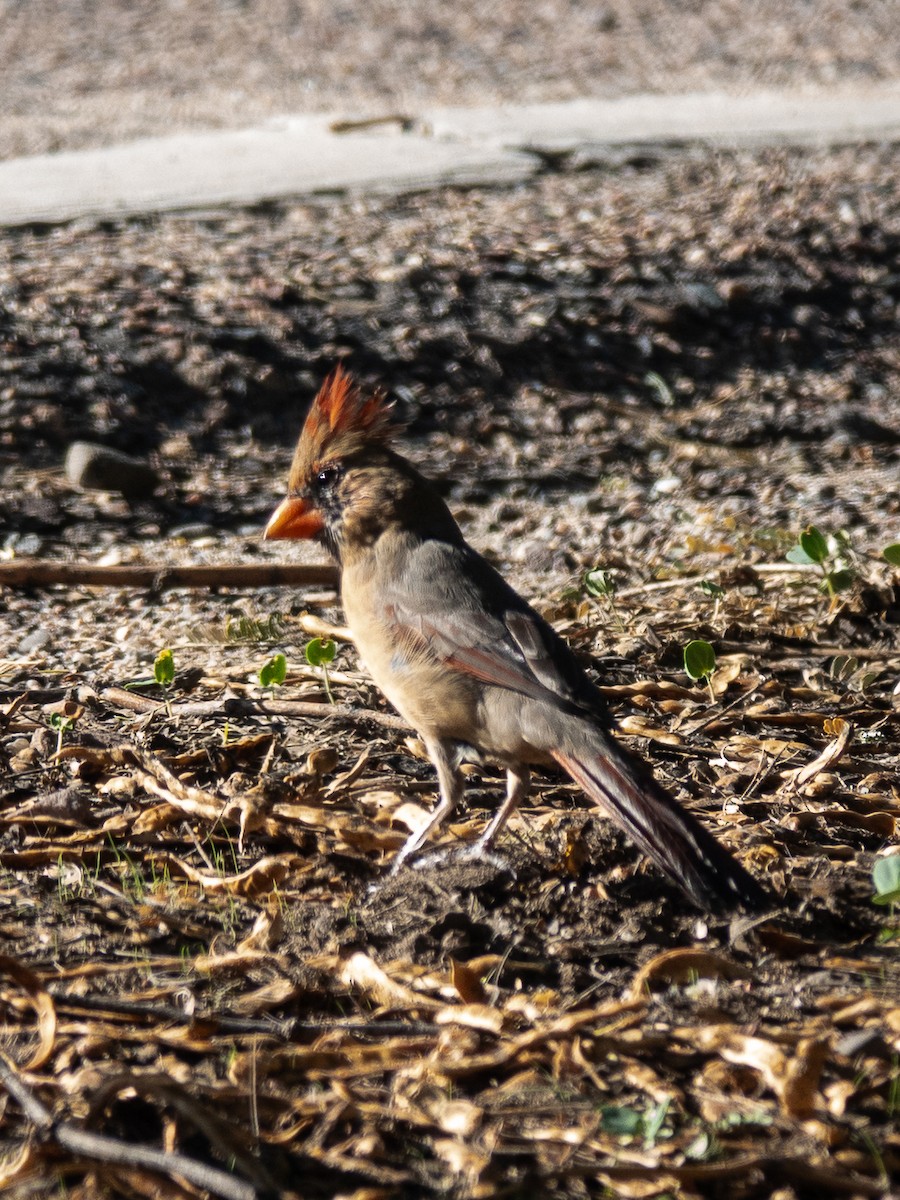 Northern Cardinal - ML643013363