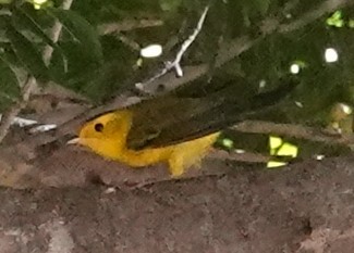 Wilson's Warbler - ML643013366